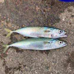 サバサバサバサバ