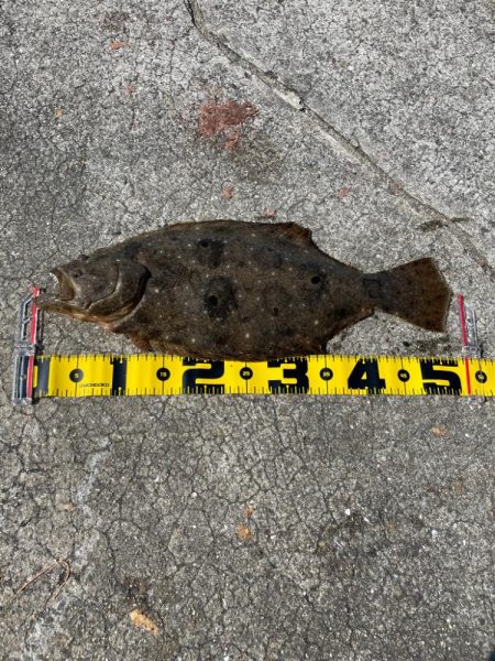 田ノ浦　ヒラメ