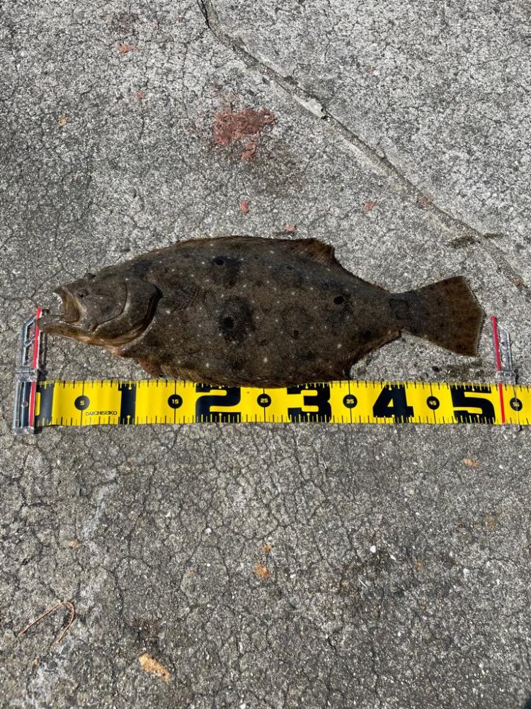 田ノ浦　ヒラメ