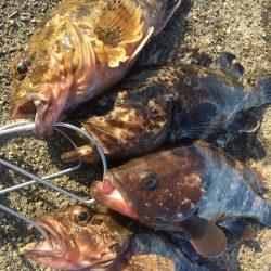 【タコフィネス】アコウ2＋ベッコウゾイ1＋…