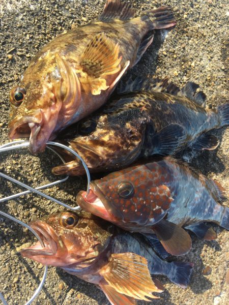 【タコフィネス】アコウ2＋ベッコウゾイ1＋…