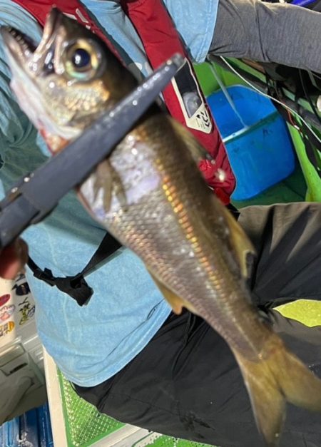 勝山港、夜クロムツ