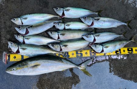 ショアジギング爆