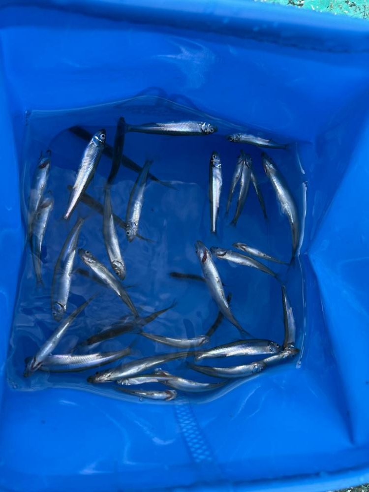 芦ノ湖、夏ワカサギ