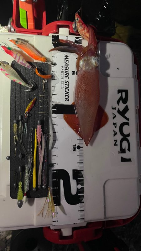 GMさんケンサキイカ釣れてます♪