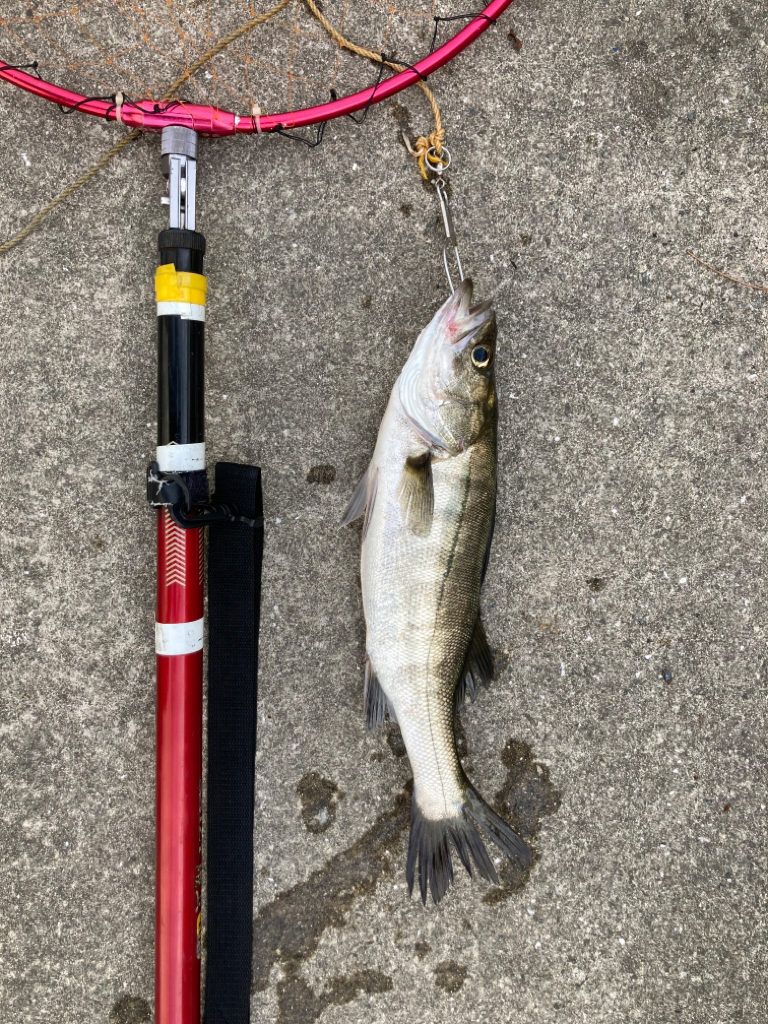 イワシの群れ確認