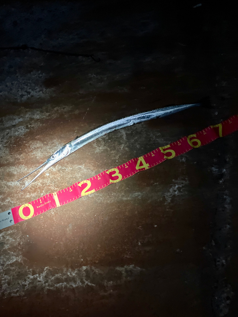 ダイバーが恐れる危険生物キャッチ