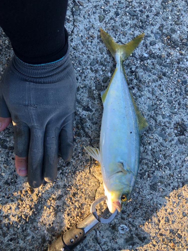 何してもヒットする朝まずめアジング