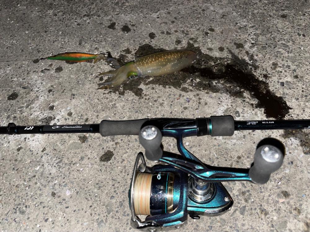 ナイトエギングと豆アジでヤエン