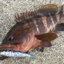 【タコフィネス】アコウ1＋ガシラ25cm他…