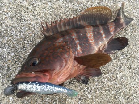 【タコフィネス】アコウ1＋ガシラ25cm他…