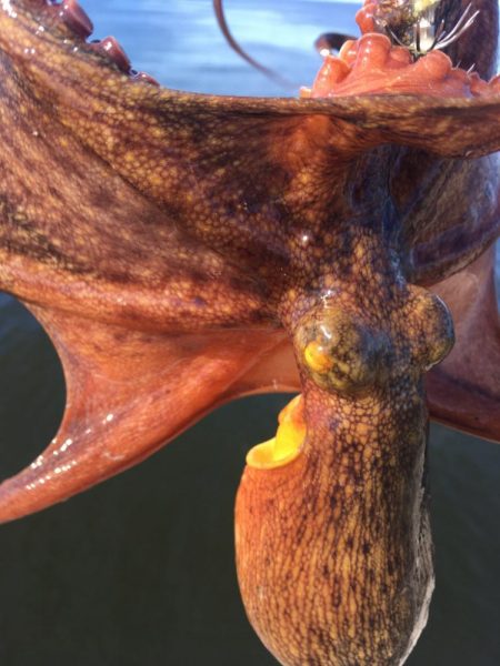 【タコフィネス】アコウ ＋ ガシラ ＋ タ…