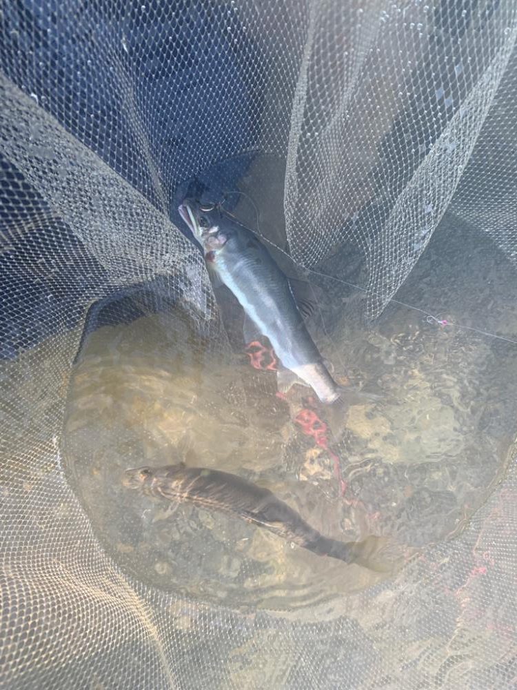 鮎釣りday2