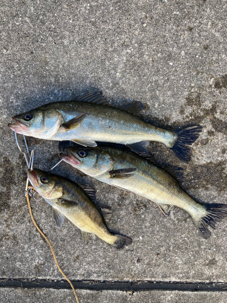 大きめなアジ回遊してます