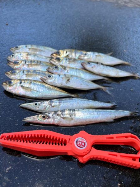 鯵を探して三千里 Vol.66