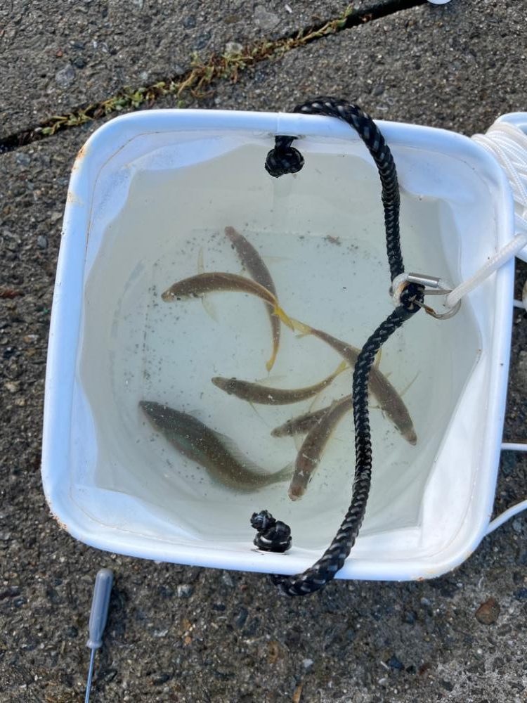 須磨でサビキ釣り