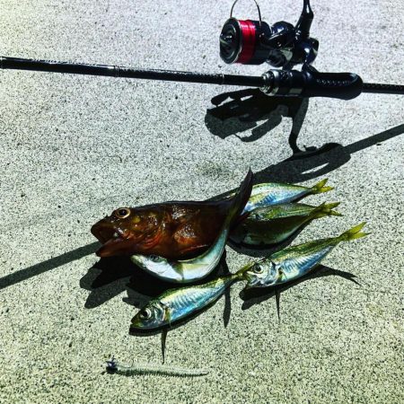 小アジが湧いている！青物も入ってきてます&…