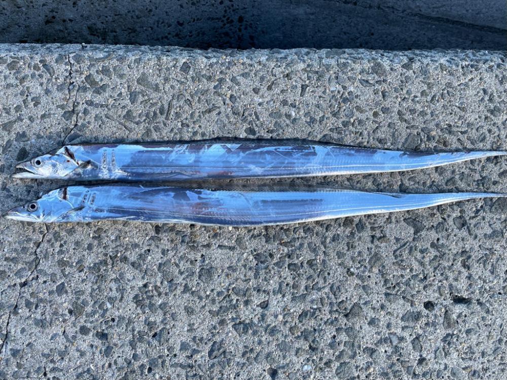 23年　初タチウオ‼️