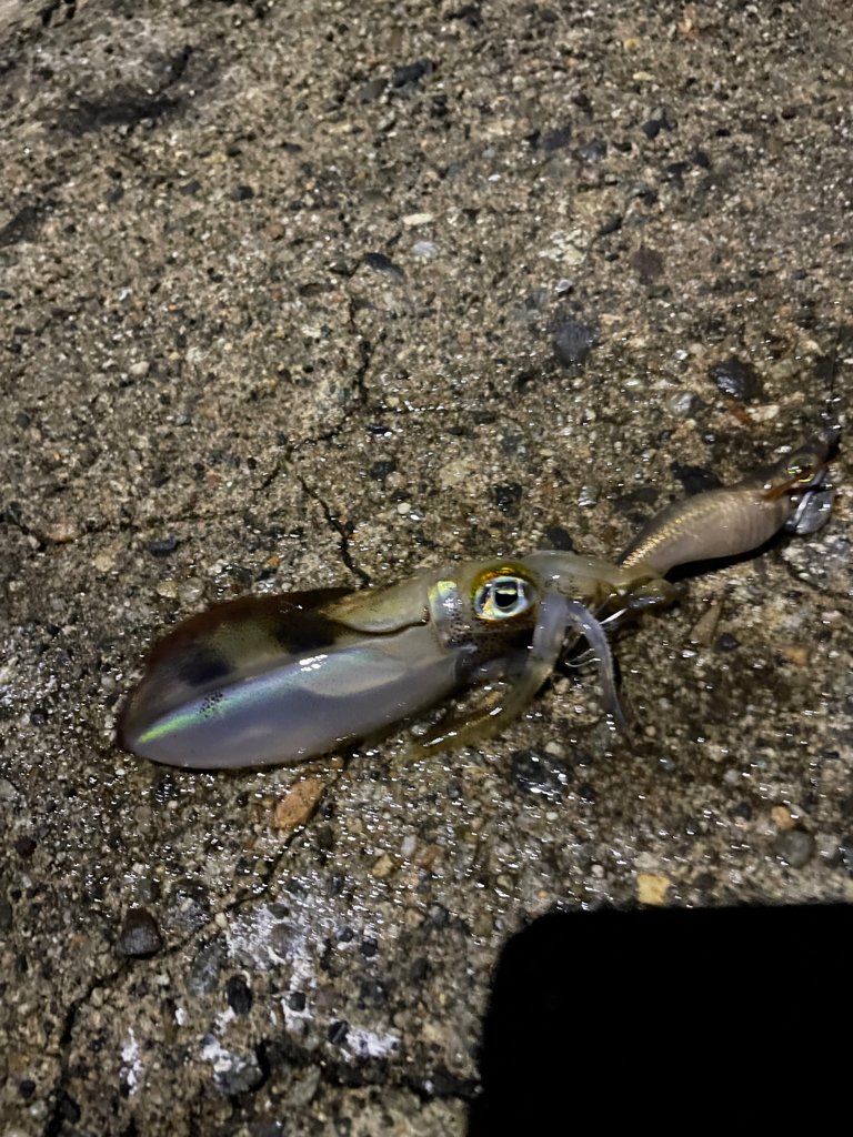 アオリイカ入れ食い