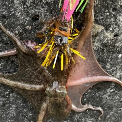 0円・最強餌‼️…