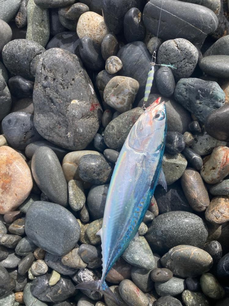 ショアジギング