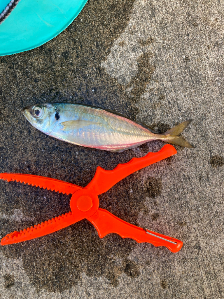 大アジ入ってきています