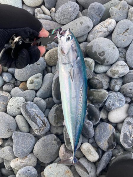 ショアジギング