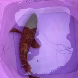 ライトゲームでアコウ♡