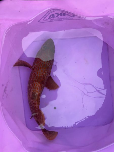 ライトゲームでアコウ♡