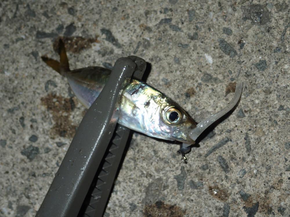 予定外の展開は豆アジゲーム。