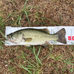 真夏のラバージグフィッシュ