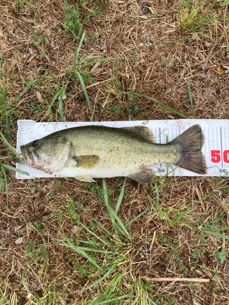 真夏のラバージグフィッシュ