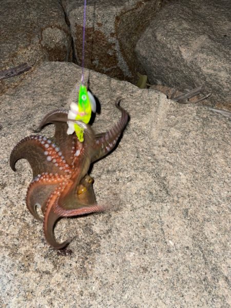 タコ釣り