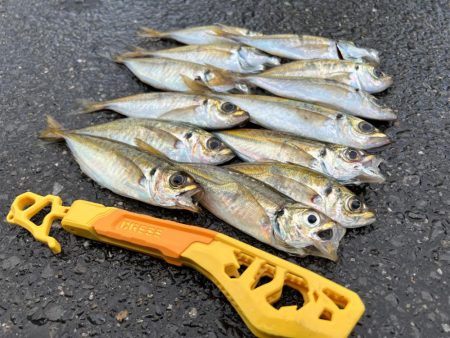 鯵を探して三千里 Vol.60