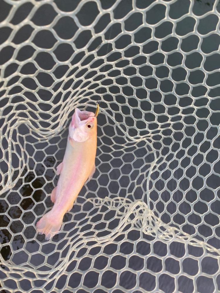 エリアトラウト