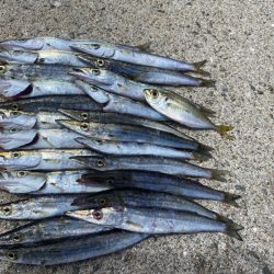 カマス湧いてます