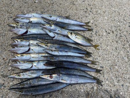 カマス湧いてます