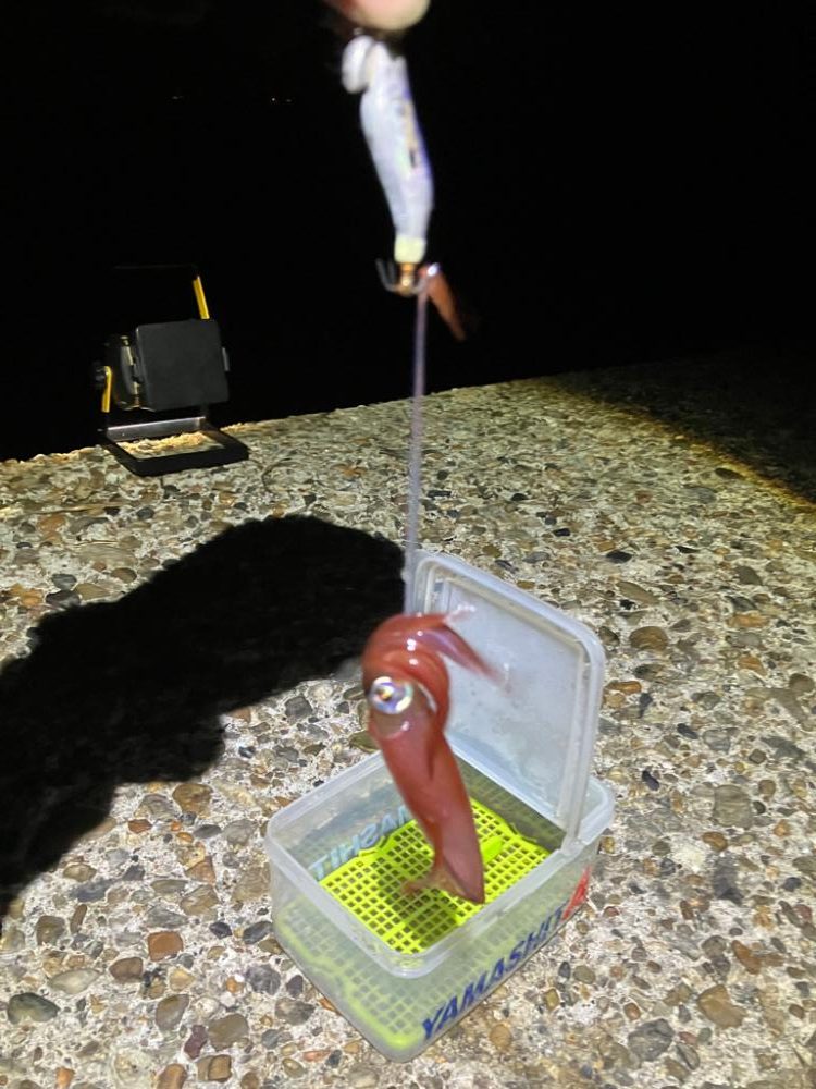 ケンサキ調査3日目(^.^)