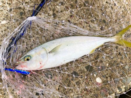 ナブラにはリアル魚鱗にゃ！