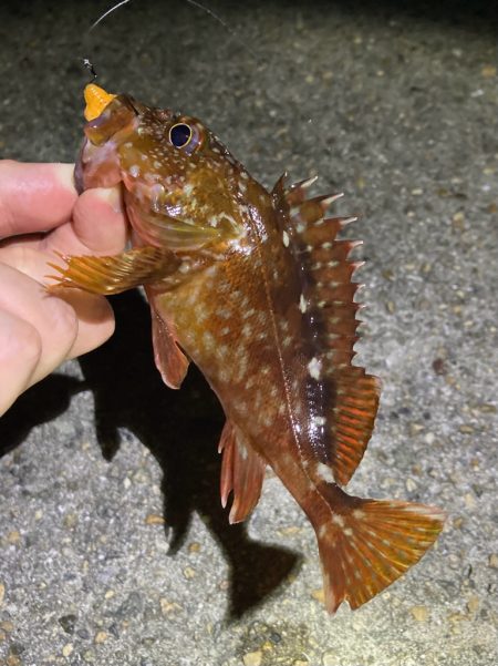 ボトムでガシラ