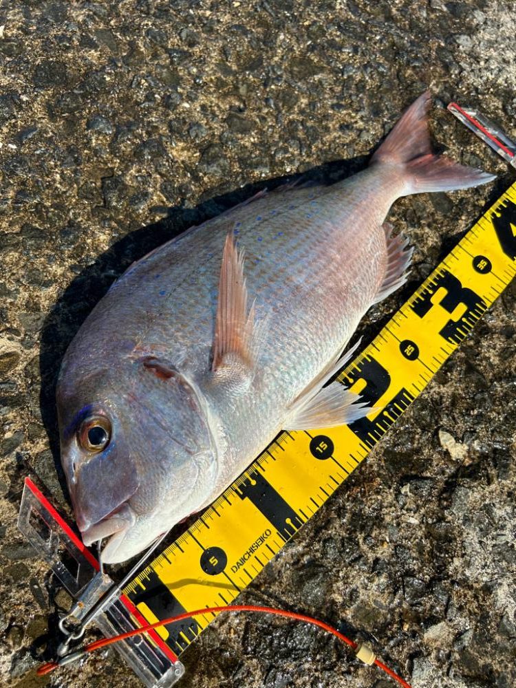 やっと目標のサイズ