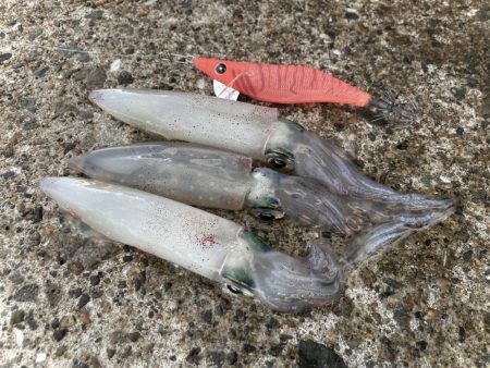 キシイチでもケンサキゲーム成立にゃ！