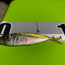 豆アジングの巻