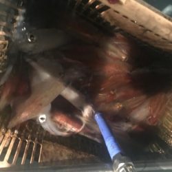 小浜 海生丸のイカメタル深夜便