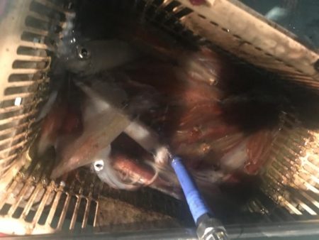 小浜 海生丸のイカメタル深夜便