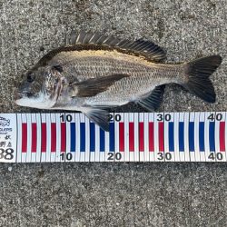 サシエ コーン3粒 フカセ釣り