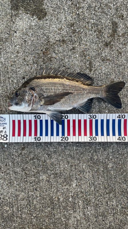 サシエ コーン3粒 フカセ釣り