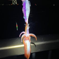 ぼちぼちでした