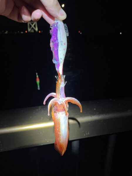 ぼちぼちでした