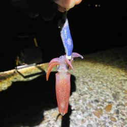 ケンサキ🦑調査(^｡^)